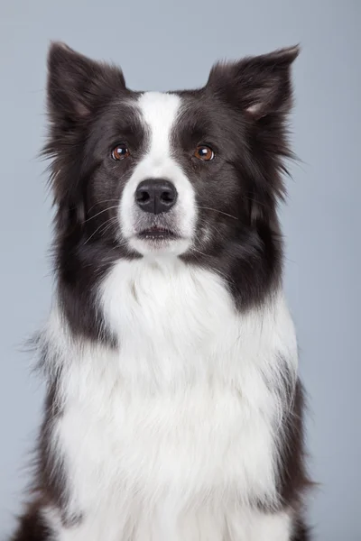 Hermoso perro collie frontera aislado sobre fondo gris. St. —  Fotos de Stock