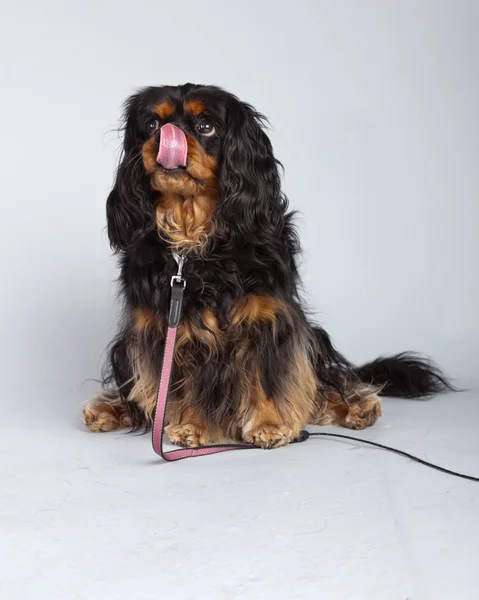 Senior cavalier king charles spaniel black and brown isolated ag — Stock Photo, Image