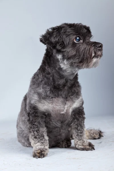 Funny mixed breed grey boomer dog isolated against grey backgrou — Stock Photo, Image
