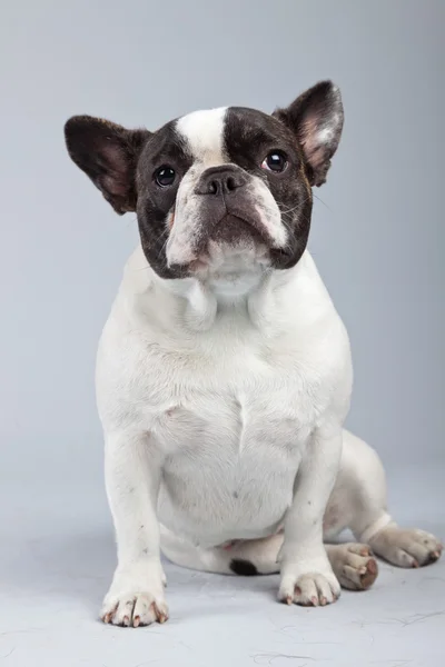 Franse bulldog zwart-wit geïsoleerd tegen de grijze achtergrond. — Stockfoto