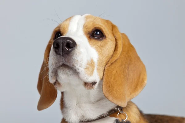 Cão beagle filhote adorável isolado contra fundo cinza. Garanhão — Fotografia de Stock