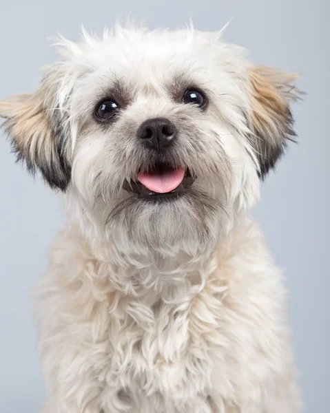 Vit boomer hund isolerade mot grå bakgrund. Studio portra — Stockfoto