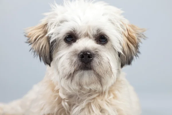 Perro boomer blanco aislado sobre fondo gris. Estudio portra —  Fotos de Stock