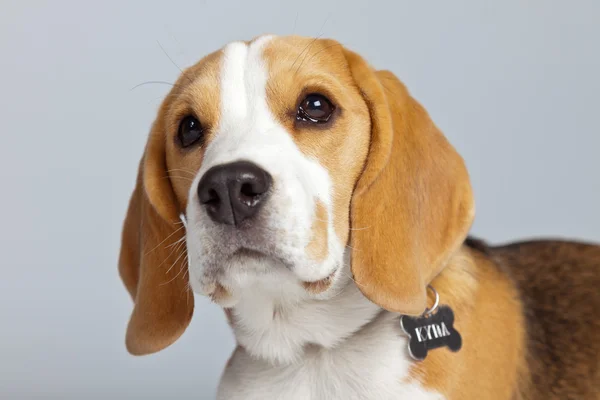 Cão beagle filhote adorável isolado contra fundo cinza. Garanhão — Fotografia de Stock