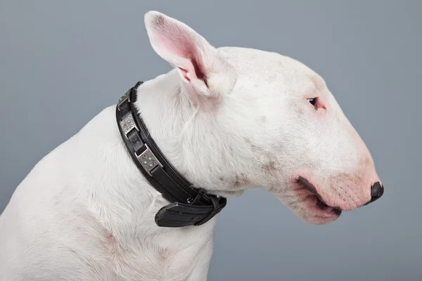 Bull terrier pies na białym tle szarym tle. Studio portra — Zdjęcie stockowe