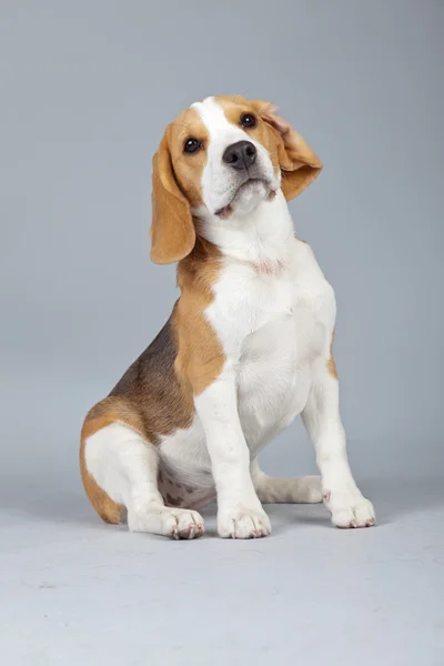 Bedårande valp beagle hund isolerade mot grå bakgrund. stud — Stockfoto