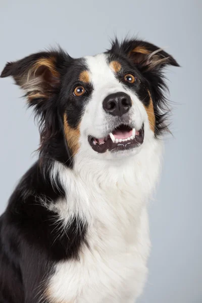 Border collie dog black brown and white isolated against grey ba — Stock Photo, Image