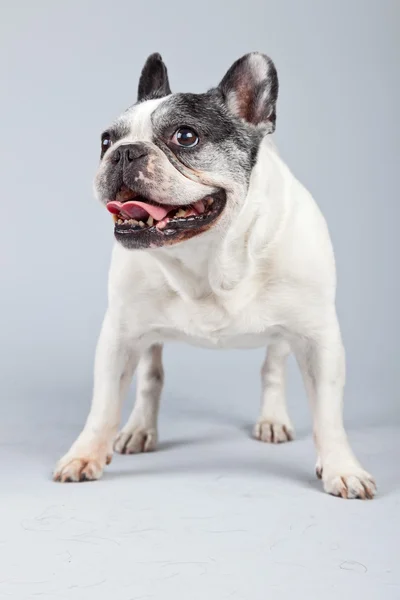 Alte französische Bulldogge schwarz-weiß isoliert gegen grauen Hintern — Stockfoto