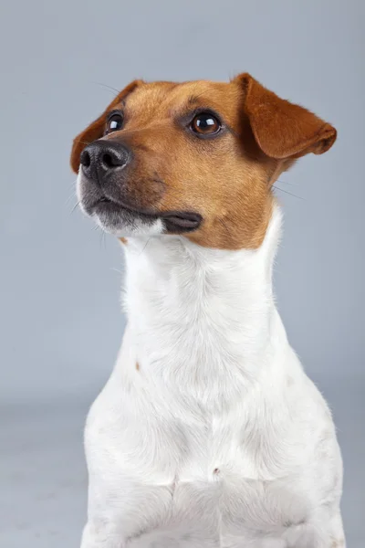 Jack russell terrier dog white with brown spots isolated against — Stock Photo, Image