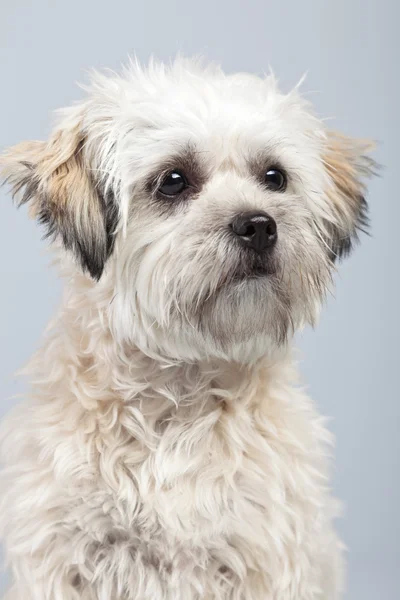 灰色の背景に対して隔離される白いブーマー犬。スタジオ ポートラ — ストック写真