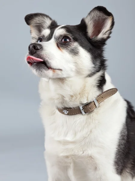 Cane di razza mista bianco e nero isolato sullo sfondo grigio — Foto Stock