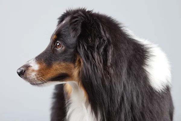 Frontera collie perro negro marrón y blanco aislado contra gris ba — Foto de Stock