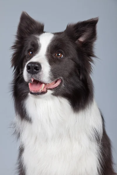 Bonita fronteira collie cão isolado contra fundo cinza. St. — Fotografia de Stock