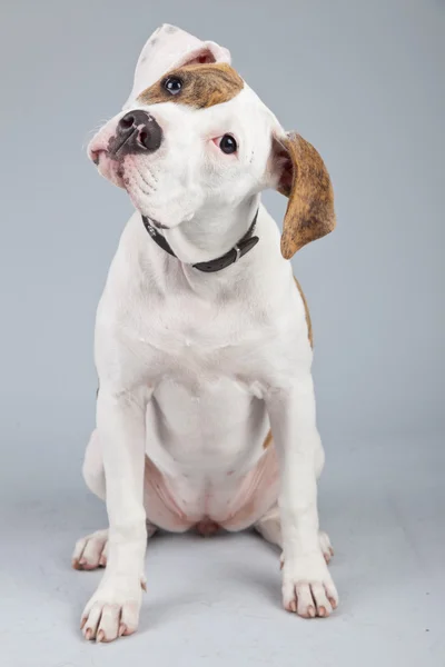 Bulldog americano filhote de cachorro branco com manchas vermelhas isoladas contra o gre — Fotografia de Stock