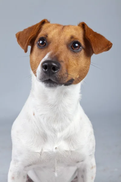 Jack russell terrier hund vit med bruna fläckar isolerad mot — Stockfoto