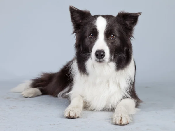 Piękne border collie pies na białym tle szarym tle. St — Zdjęcie stockowe