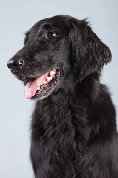 Negro perro recuperador aplanado aislado contra fondo gris . — Foto de Stock