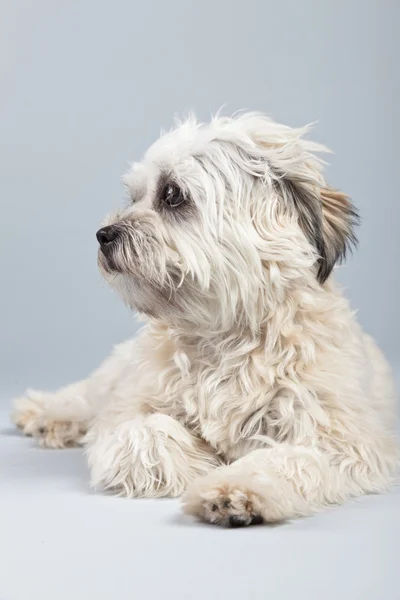 White boomer dog isolated against grey background. Studio portra — Stock Photo, Image