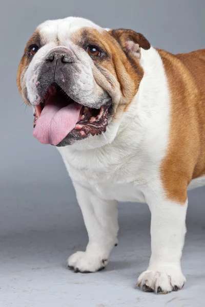 Englische Bulldogge weiß mit braunen Flecken isoliert gegen grauen Bac — Stockfoto