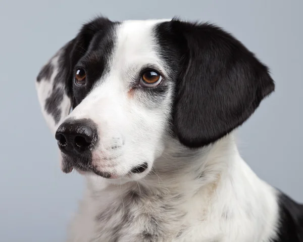 灰色の ba に対して隔離される混合された品種の白と黒の斑点犬 — ストック写真