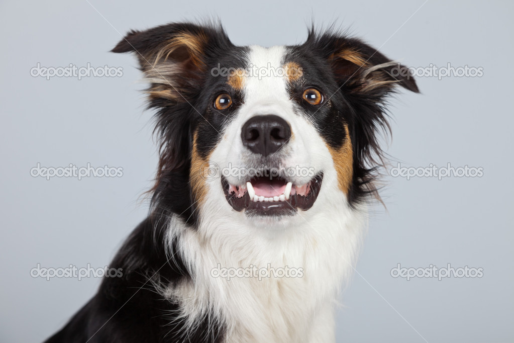 Border Collie Chien Noir Marron Et Blanc Isolé Contre Ba
