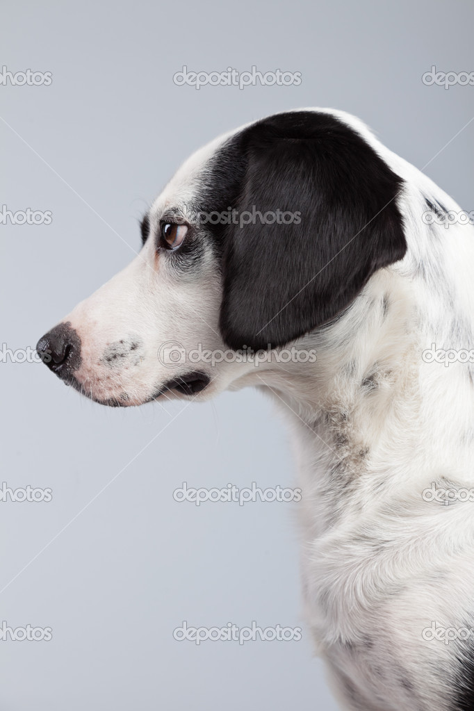 Chien De Race Mélangée Noir Et Blanc Tacheté Isolé Contre Ba