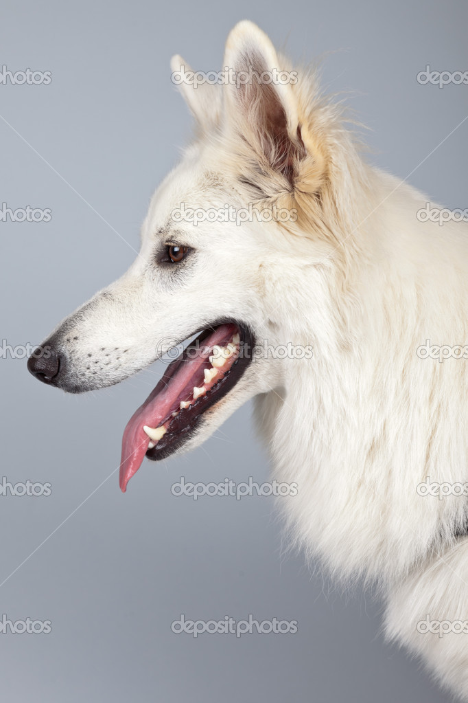 Chien De Berger Suisse Blanc Jeune Isolé Sur Fond Gris