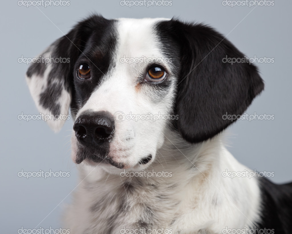 Chien De Race Mélangée Noir Et Blanc Tacheté Isolé Contre Ba