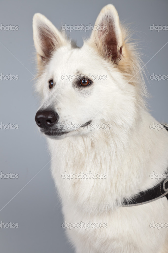 Chien De Berger Suisse Blanc Jeune Isolé Sur Fond Gris