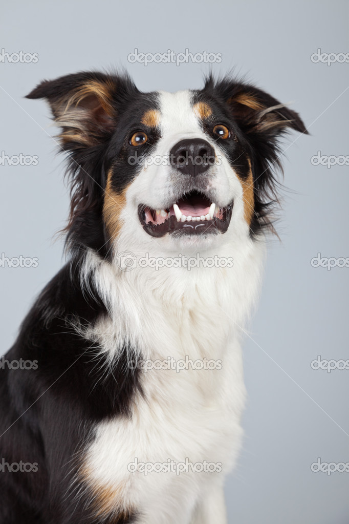 Black White And Brown Border Collie Border Collie Dog Black Brown And White Isolated Against Grey Ba Stock Photo C Ysbrand