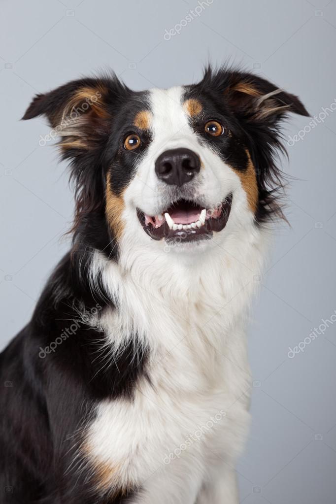 ボーダーコリー犬の黒茶色と白グレー Ba に対して隔離されます ストック写真 C Ysbrand