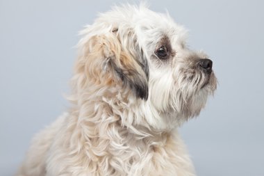 witte boomer hond geïsoleerd tegen een grijze achtergrond. Studio portra
