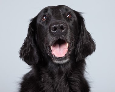 gri arka planı izole siyah flatcoated retriever köpek.