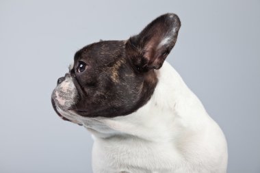 Fransız buldozer siyah beyaz gri arka planı izole.