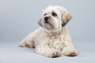 witte boomer hond geïsoleerd tegen een grijze achtergrond. Studio portra