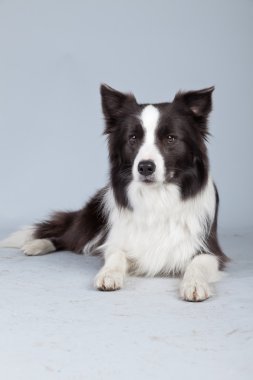 gri arka planı izole güzel kenar kömür ocağı köpek. St