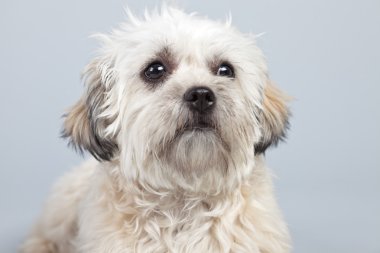 witte boomer hond geïsoleerd tegen een grijze achtergrond. Studio portra