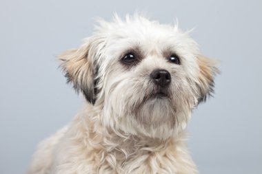 witte boomer hond geïsoleerd tegen een grijze achtergrond. Studio portra