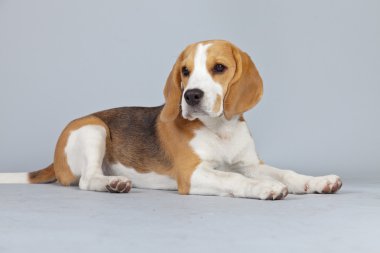 gri arka planı izole sevimli yavru beagle köpek. Stud