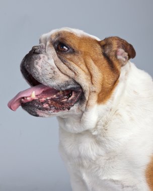 İngilizce bulldog beyaz ile gri bac karşı izole kahverengi lekeler