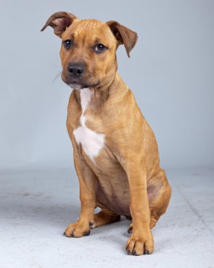 sevimli köpek yavrusu boxer köpek izole gri arka planı. Studi