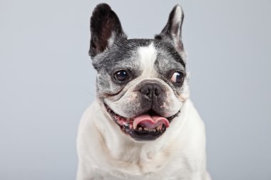 eski Fransız bulldog siyah ve beyaz gri backgro karşı izole