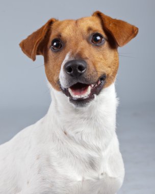 jack Russell terrier köpek beyaz karşı izole kahverengi lekeler ile