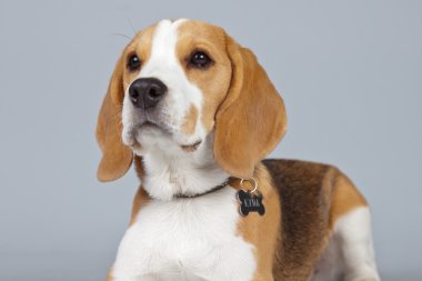 gri arka planı izole sevimli yavru beagle köpek. Stud