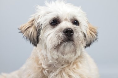 witte boomer hond geïsoleerd tegen een grijze achtergrond. Studio portra