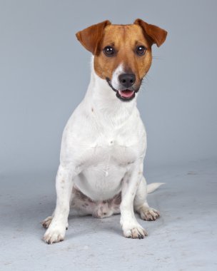 jack Russell terrier köpek beyaz karşı izole kahverengi lekeler ile