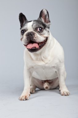 eski Fransız bulldog siyah ve beyaz gri backgro karşı izole