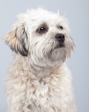 witte boomer hond geïsoleerd tegen een grijze achtergrond. Studio portra