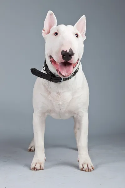 Bull terrier cão isolado contra fundo cinza. Retrato de estúdio — Fotografia de Stock