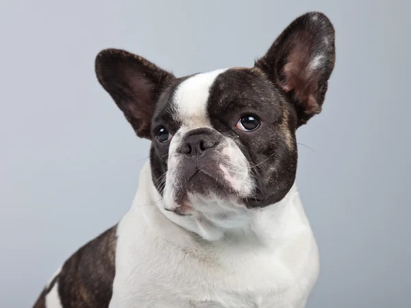 Buldogue francês preto e branco isolado contra fundo cinza . — Fotografia de Stock